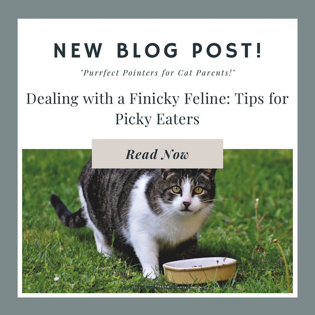 Dealing with a Finicky Feline: Tips for Picky Eaters