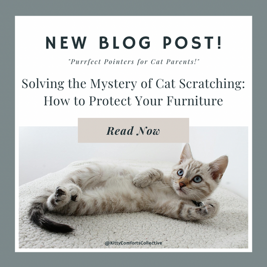 Solving the Mystery of Cat Scratching: How to Protect Your Furniture