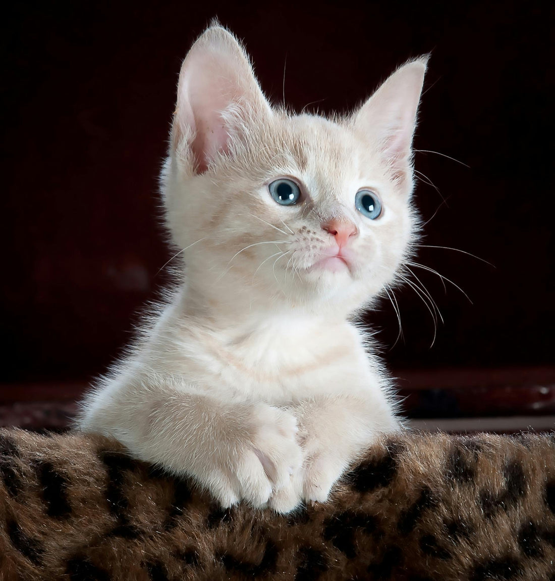 A Nutritional Roadmap: What Food is Best for Your Growing Kitten?