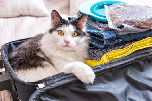 Safe Travels: Essential Tips for Traveling with Pets