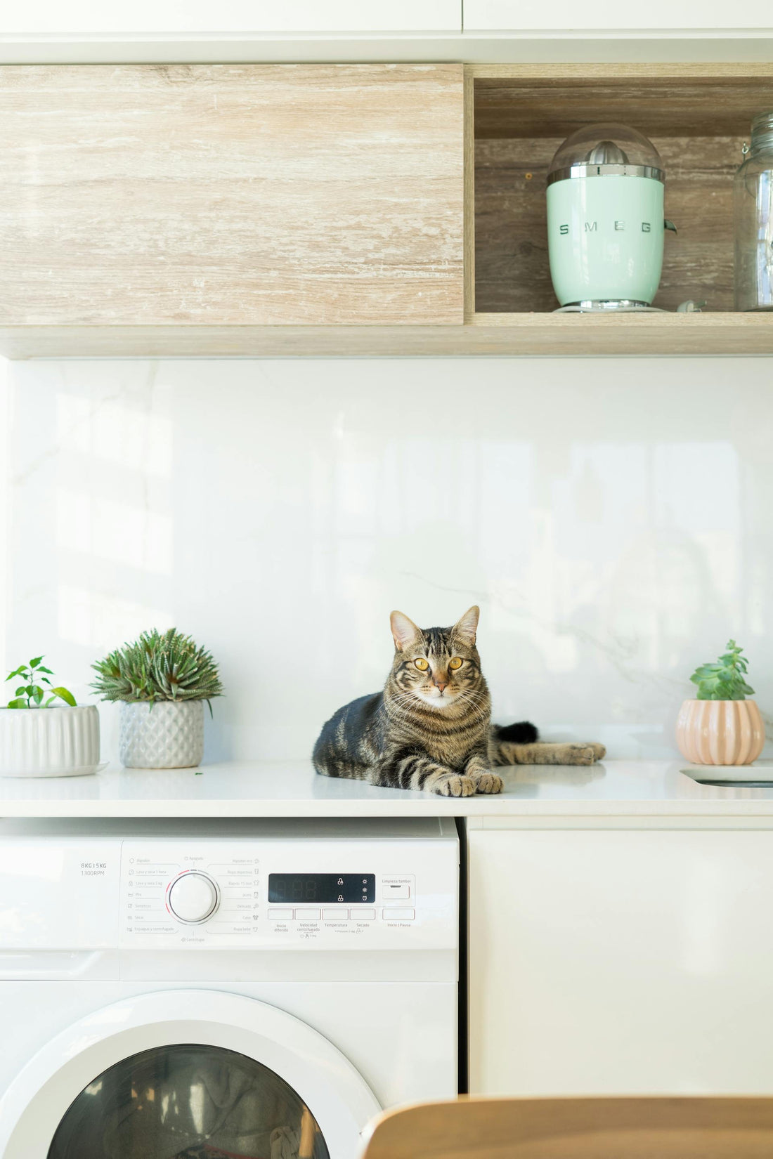 Why Do Cats Jump on Kitchen Counters? And How to Redirect Their Behaviour