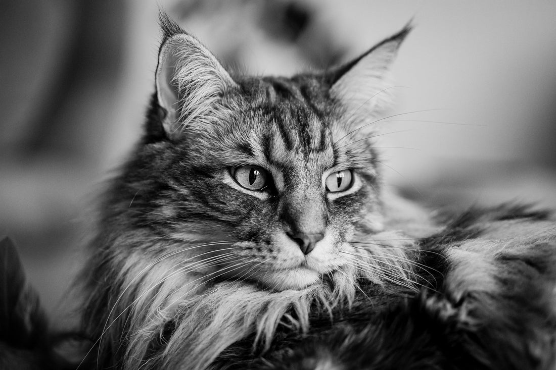 Discovering the Charms of Maine Coon Cats