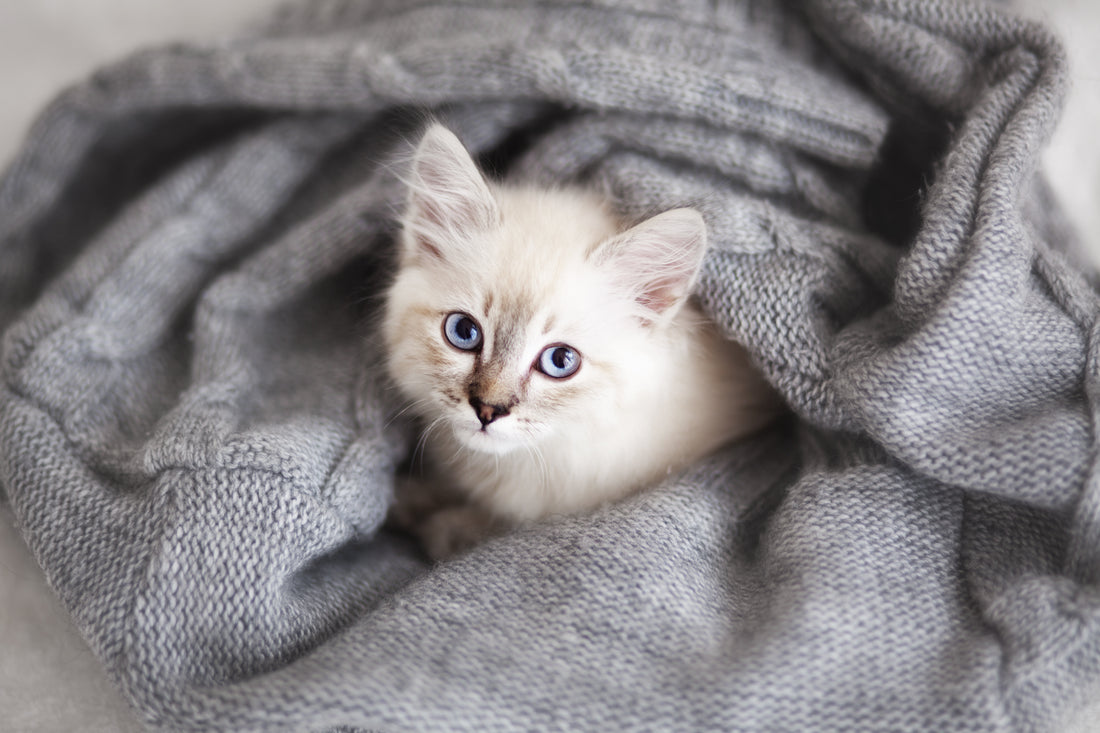 Did you know that kittens are born blind and deaf? It's true!